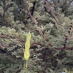 Vachellia luederitzii
