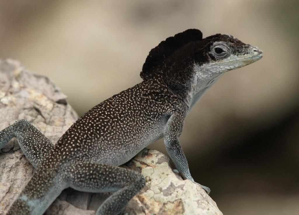 Agassiz's Anole