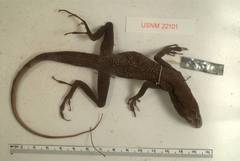 Agassiz's Anole photo 5