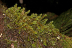 Ptychomnion aciculare