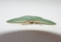 Prasinocyma ocyptera