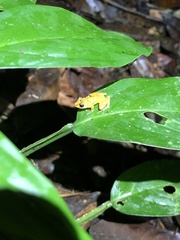 Pristimantis altamnis