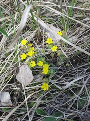 Potentilla heptaphylla