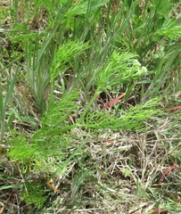 Bifora