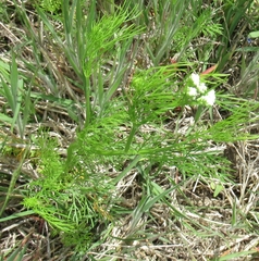 Bifora