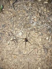 Protolophus singularis