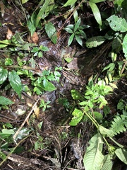 Cercosaura oshaughnessyi