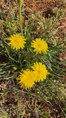 Pseudopodospermum semicanum