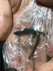 Cercosaura oshaughnessyi