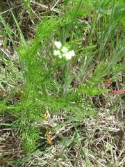 Bifora