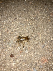 Ceuthophilus hesperus