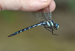 Caliaeschna microstigma
