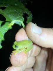 Rulyrana flavopunctata