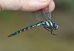 Caliaeschna microstigma