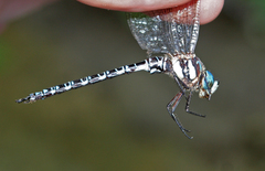 Caliaeschna microstigma
