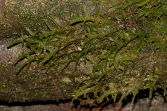 Ptychomnion aciculare