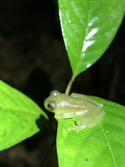 Rulyrana flavopunctata