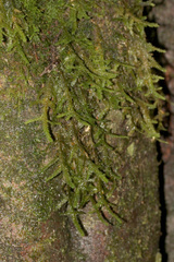 Ptychomnion aciculare