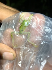 Chimerella mariaelenae