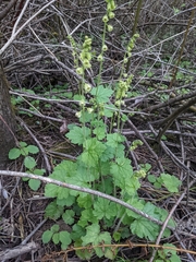 Tellima grandiflora