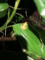 Pristimantis altamnis