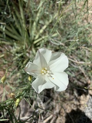Calystegia longipes
