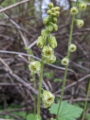 Tellima grandiflora