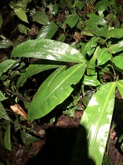 Gelanesaurus flavogularis