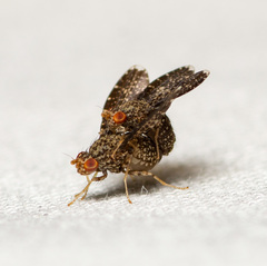 Trypetisoma sticticum