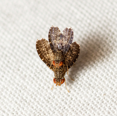 Trypetisoma sticticum