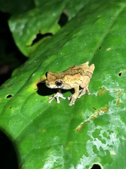 Dendropsophus parviceps