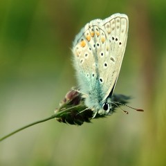 Polyommatus icarus