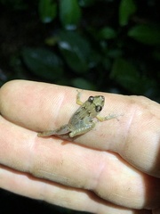 Pristimantis altamnis