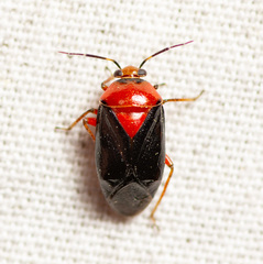 Neocapsus cuneatus