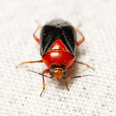 Neocapsus cuneatus