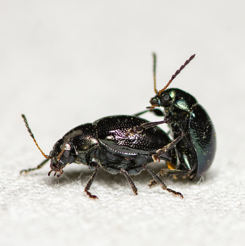 Texas Live Oak Leaf Beetle