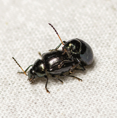 Brachypnoea lecontei