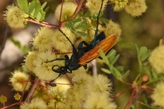 Pepsis pallidolimbata