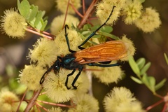 Pepsis pallidolimbata