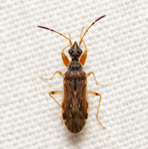 Heraeus plebejus