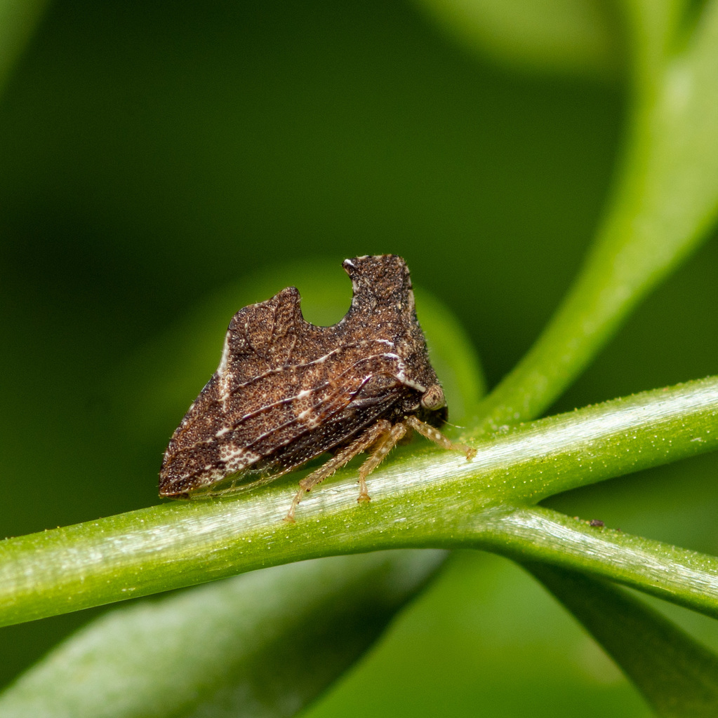 Keeled Treehopper