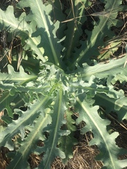 Rafinesquia californica