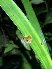 Dendropsophus parviceps