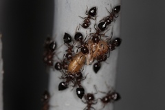 Crematogaster cerasi