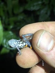 Pristimantis ventrimarmoratus