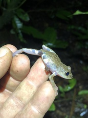 Pristimantis ventrimarmoratus