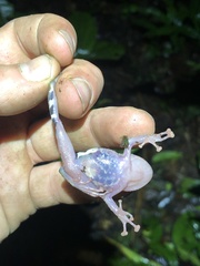 Pristimantis ventrimarmoratus