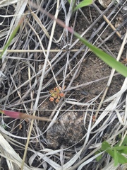 Androsace occidentalis