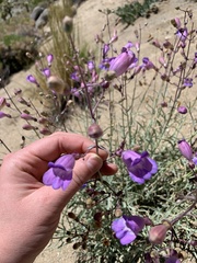 Penstemon incertus