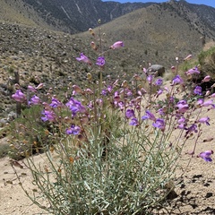 Penstemon incertus